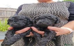 Toy Poodle dogs for sale: Toy poodle puppies  - Image 9
