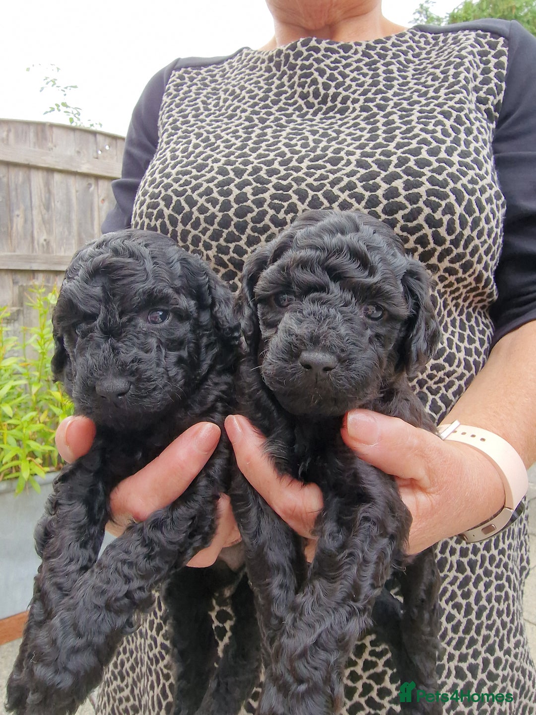 Toy Poodle dogs for sale: Toy poodle puppies  - Image 9