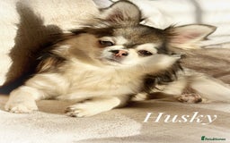 Chihuahua dogs for sale: KC rare husky marking chihuahua puppies Thai lines - Image 15