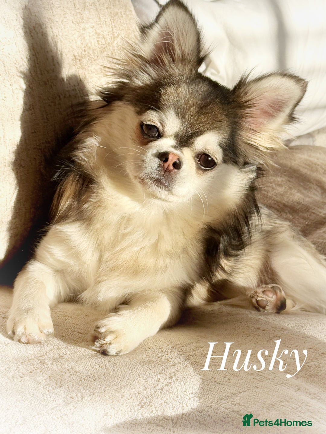 Chihuahua dogs for sale: KC rare husky marking chihuahua puppies Thai lines - Image 15