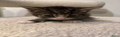 Tabby female 2
