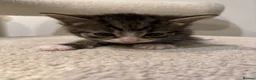 British Shorthair cats for sale: Kittens – Domestic Shorthair - Advert 37