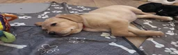 Goldador dogs for sale: Goldador with a dash of dalmation  - Advert 23