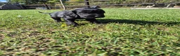 Cocker Spaniel dogs for sale: KC Show Type Cocker Spaniels - Advert 10