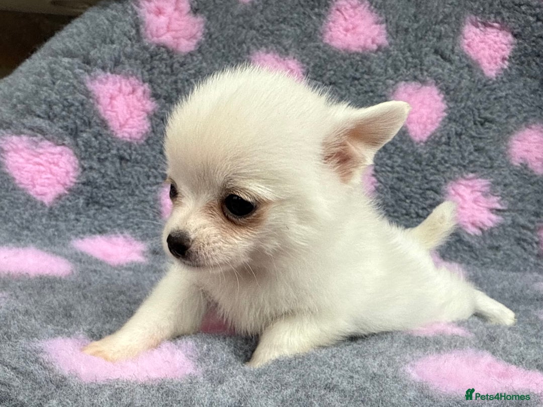 Pomchi dogs for sale: Super TINY white chihuahua x Korean Pom READY NOW - Image 13