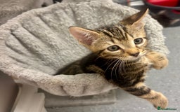 American Shorthair cats for sale: Kittens for sale - Image 6