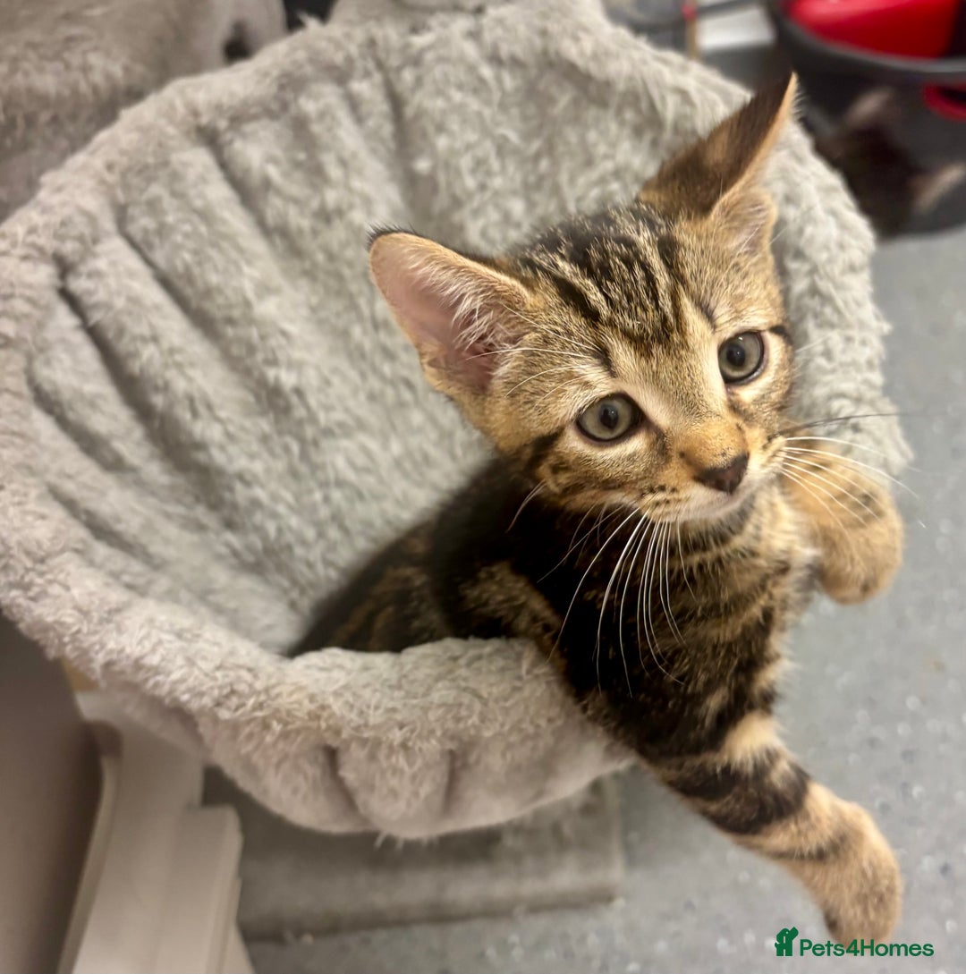 American Shorthair cats for sale: Kittens for sale - Image 6