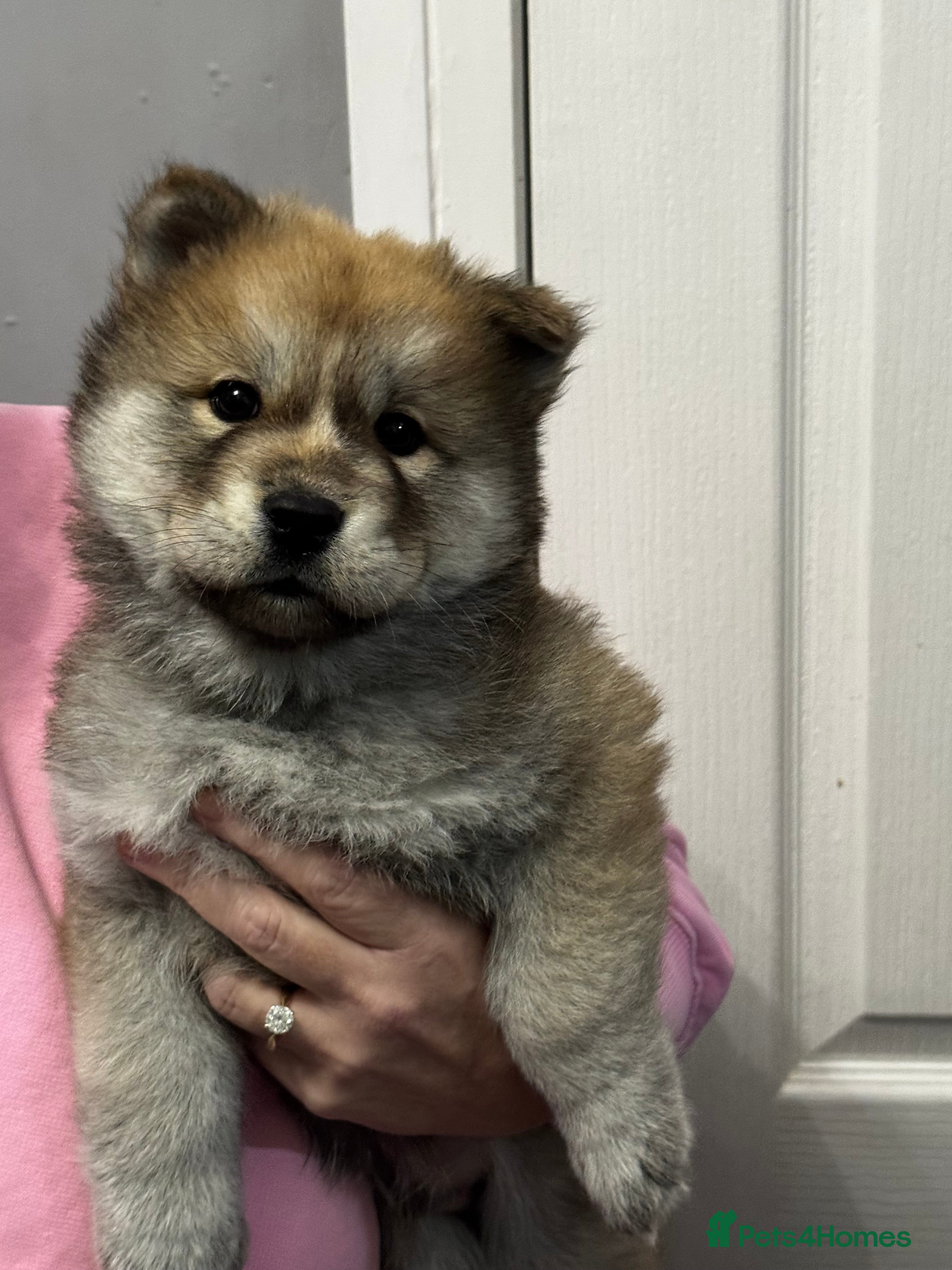 Mixed Breed dogs Stunning Chowski puppies for sale  - Advert 15