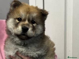 Mixed Breed dogs Stunning Chowski puppies for sale - Advert 15