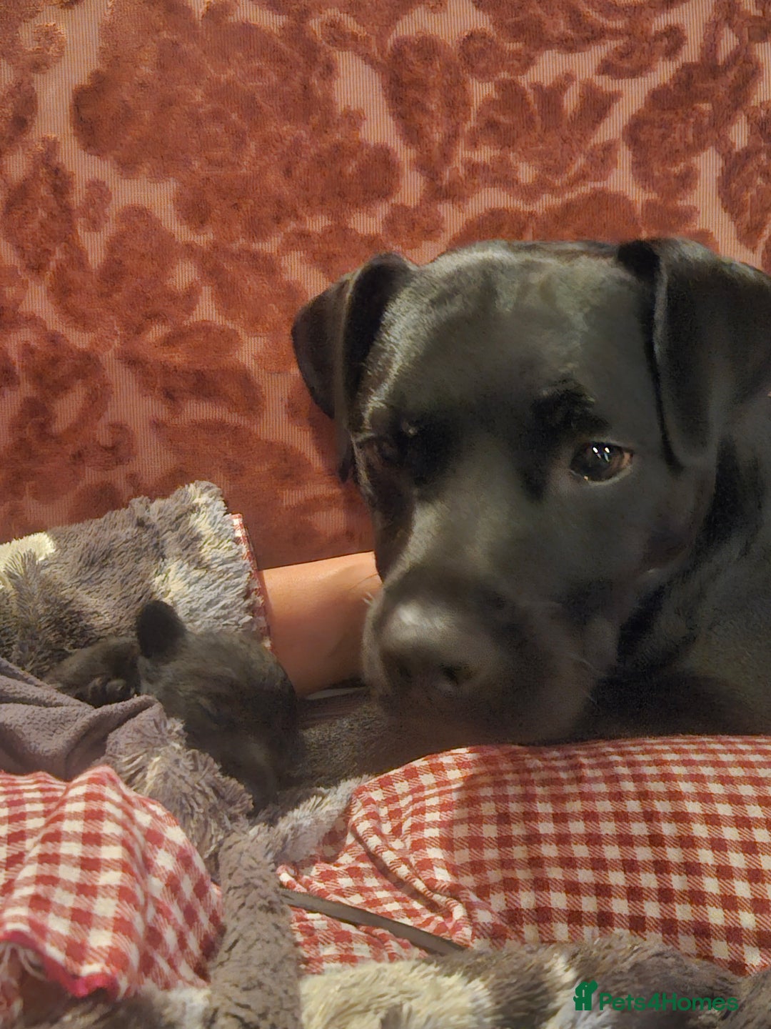 Patterdale Terrier dogs for sale: One female Patterdale Terrier pup - Advert 7