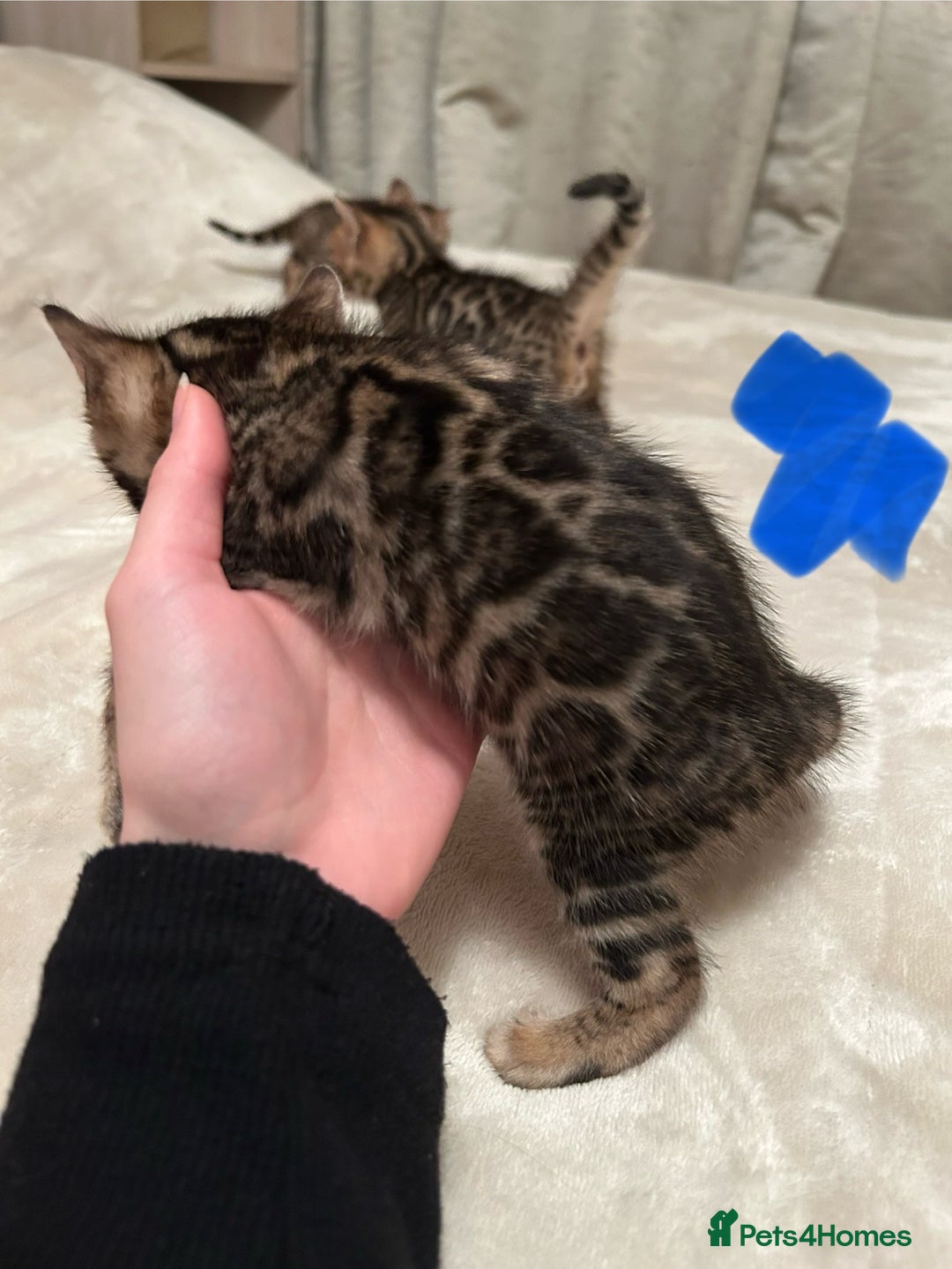 Bengal cats for sale: ❤️ Stunning Bengal Kittens for Reservation ❤️ - Advert 11