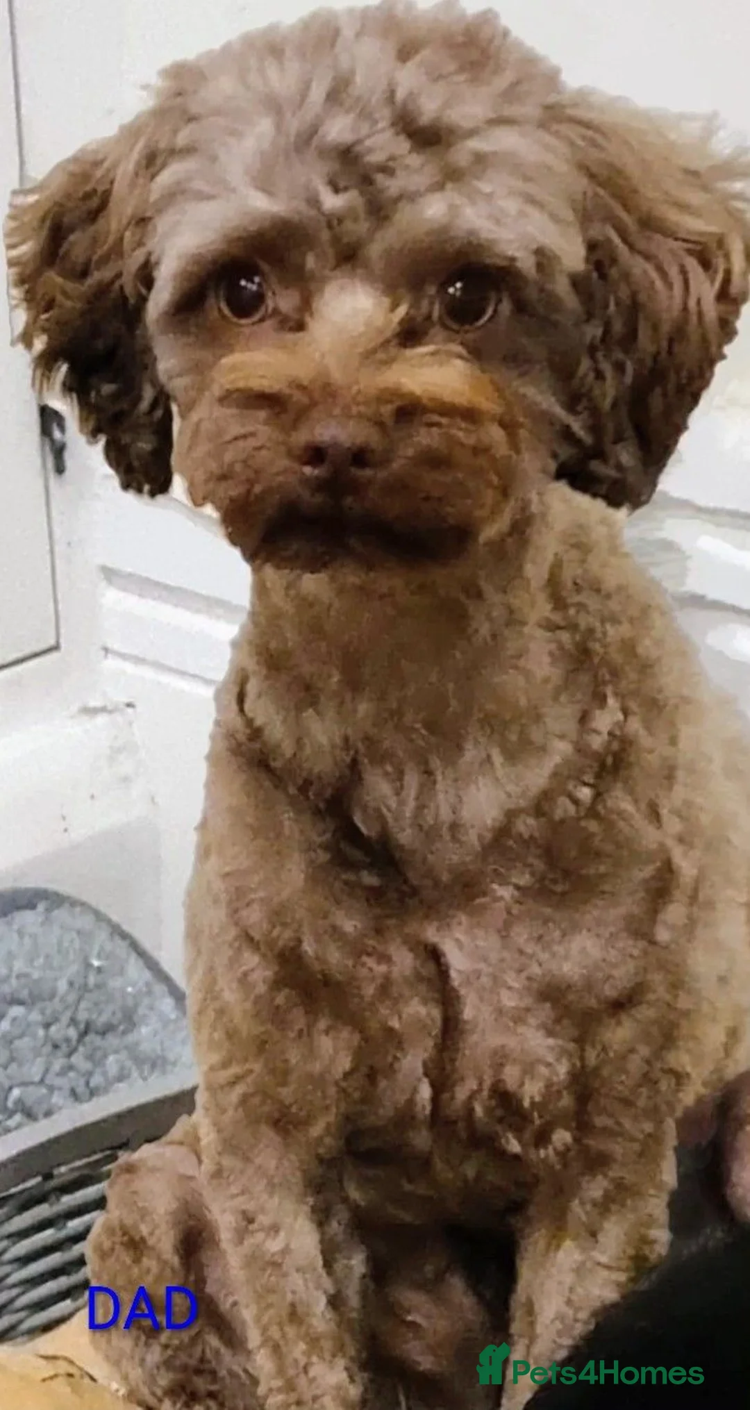 Chipoo dogs for sale: Chipoo puppy for sale - Advert 12