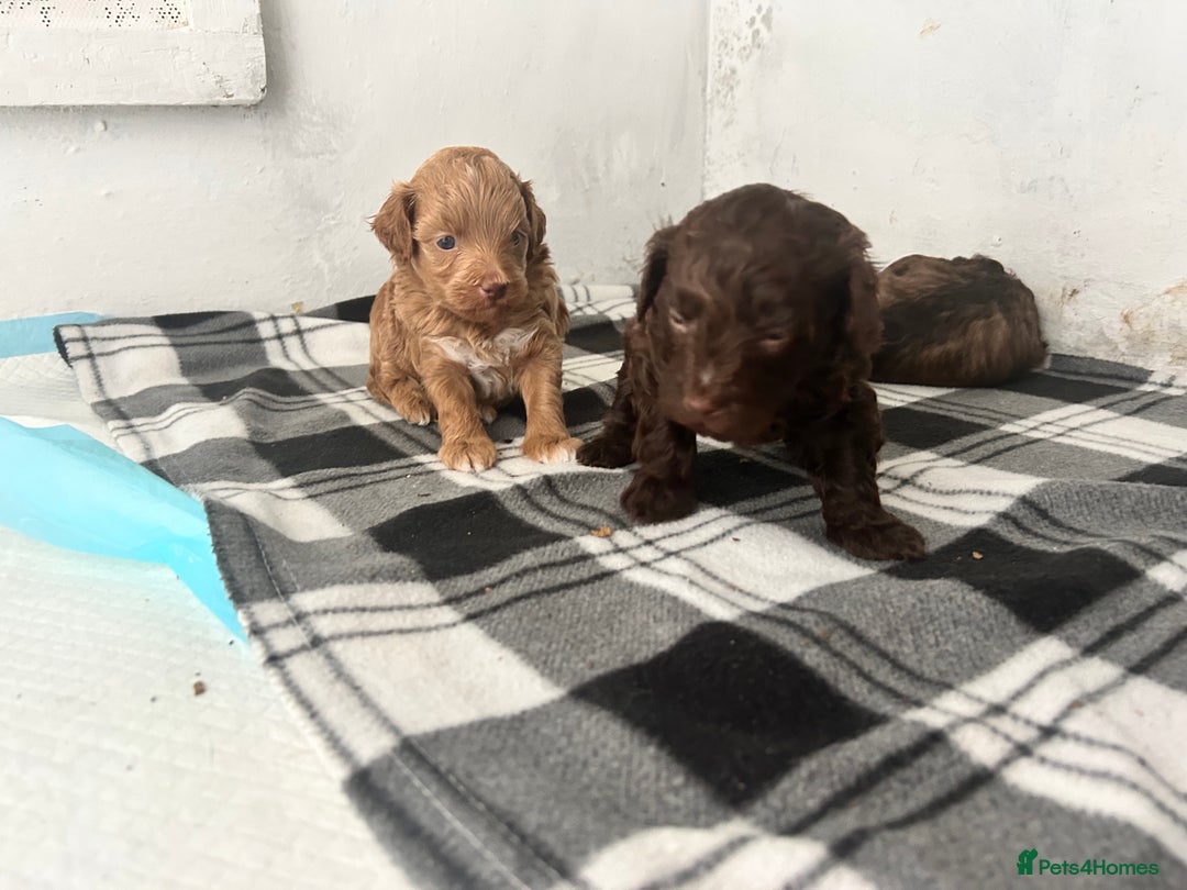 Mixed Breed dogs for sale: Shihpoo puppies - Image 8