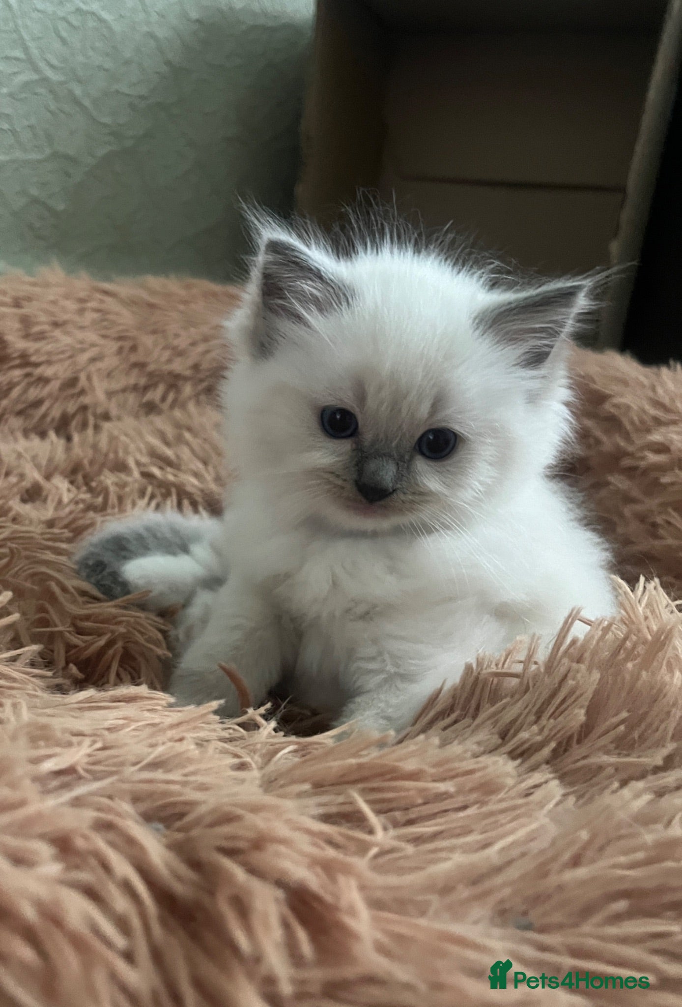Ragdoll cats GCCF Registered Ragdoll Kittens  - Advert 1