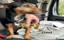 Jack Russell dogs for sale: Gorgeous Jack Russell Puppies - Image 26
