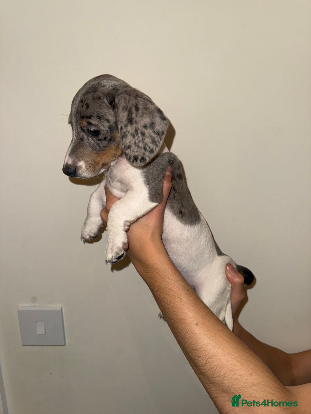 Dachshund dogs for sale: Miniature dachshund pups  - Advert 2