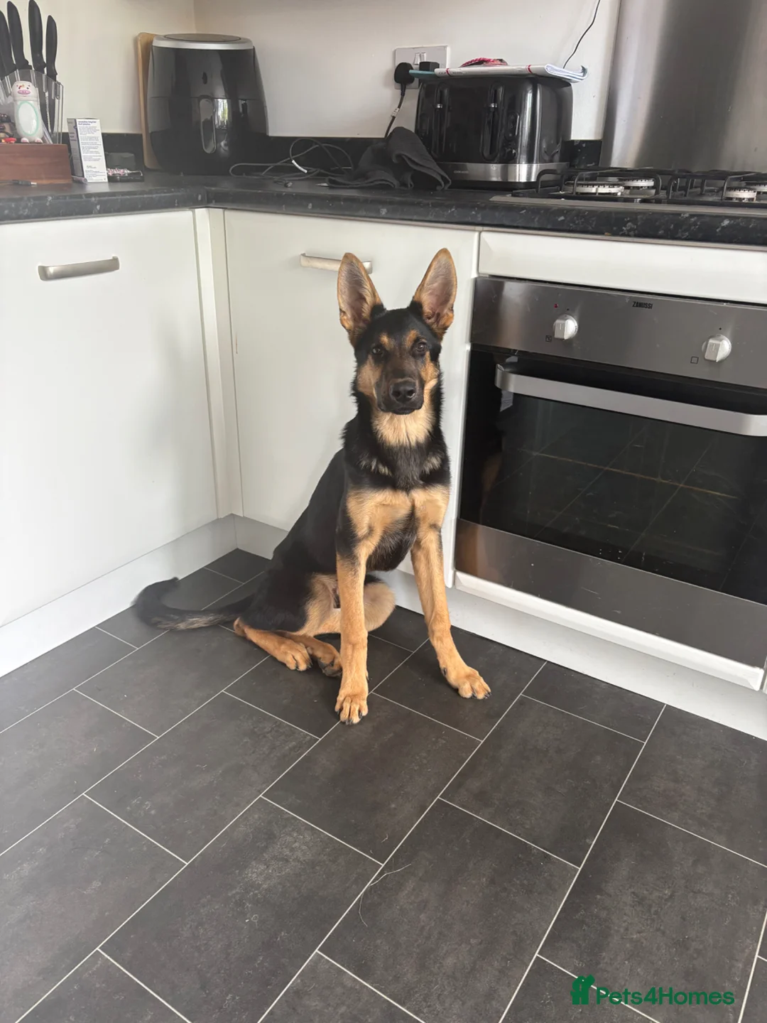 German Shepherd dogs for sale: German Shepherd – Male – 6 months - Advert 2