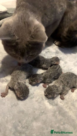 British Shorthair cats - Advert 16