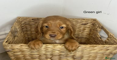 Cocker Spaniel dogs - Advert 2