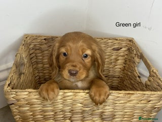 Cocker Spaniel dogs - Advert 5