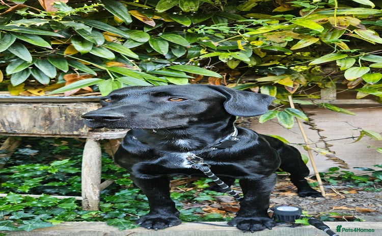 Cockerdor dogs - Advert 1