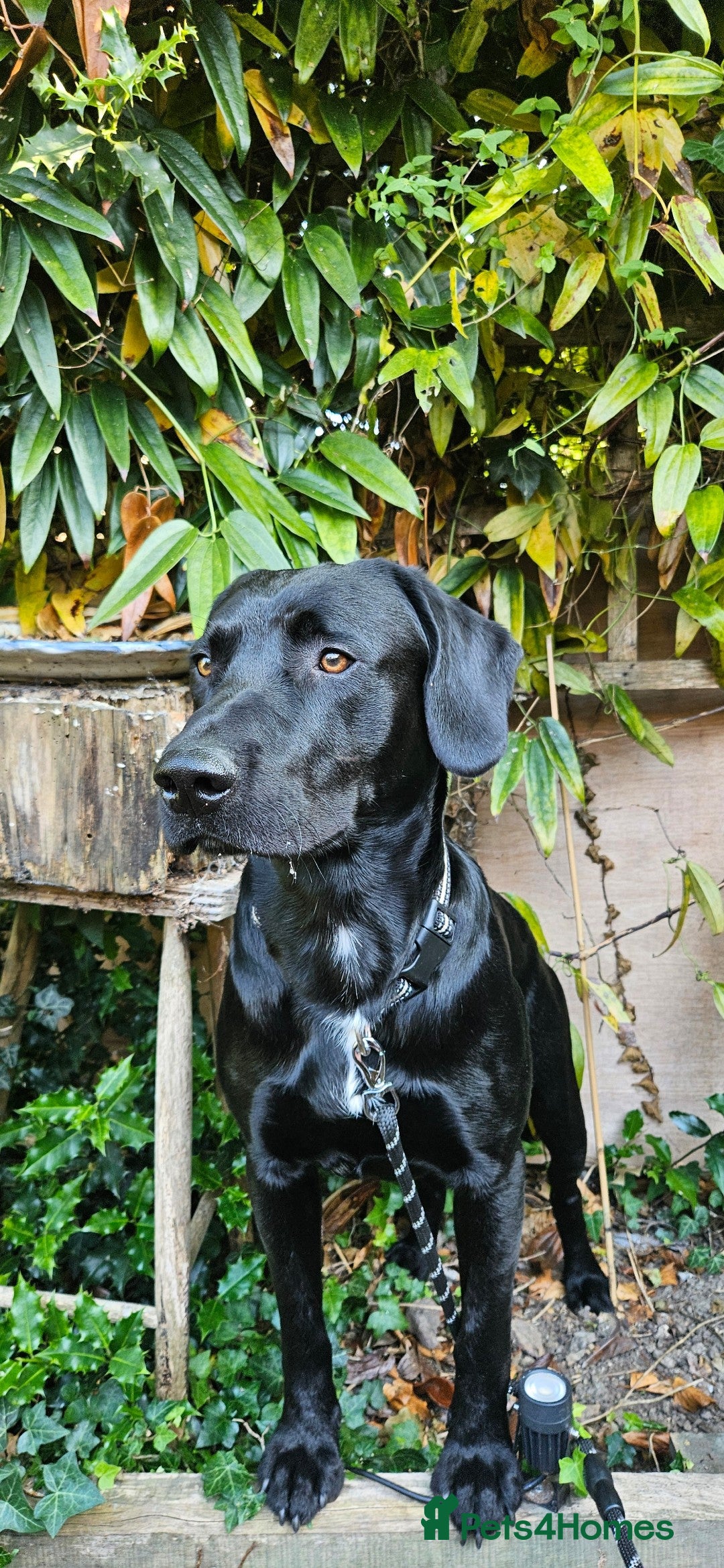 Cockerdor dogs for stud: 🐾 STUD AVAILABLE – Dylan the Cockador 🐾 - Image 1