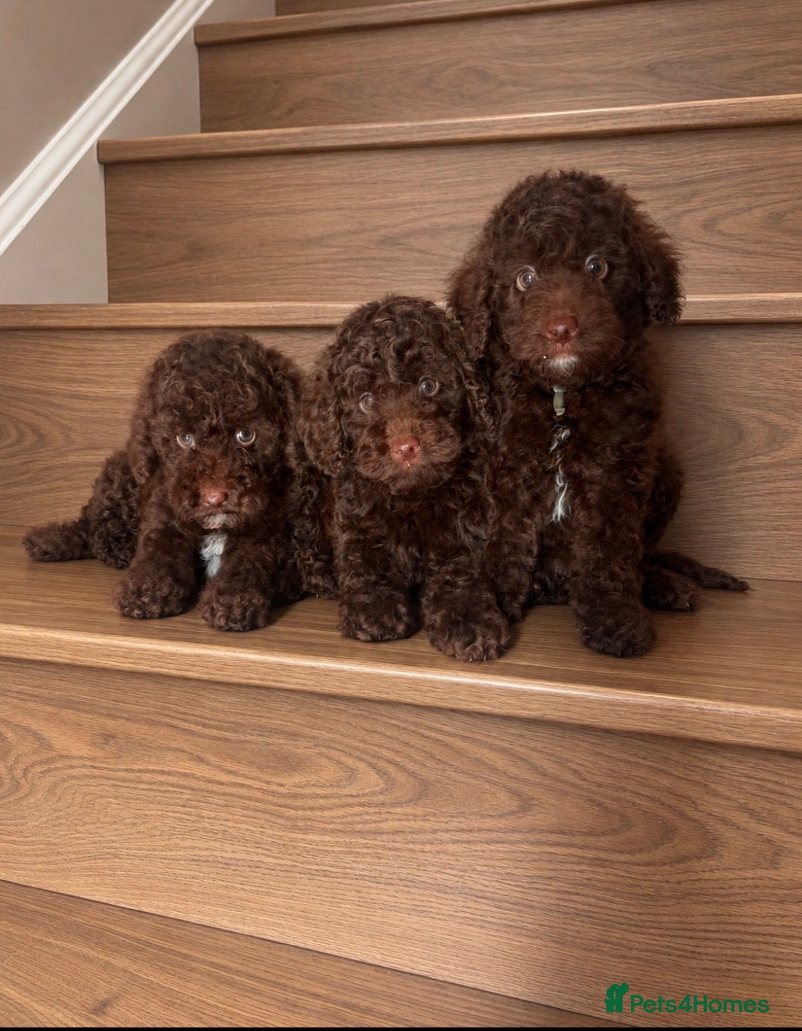 Miniature Poodle dogs 🤎 BEAUTIFUL CHOCOLATE MINIATURE POODLE BOYS 🤎 - Advert 5