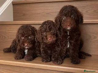 Miniature Poodle dogs 🤎 BEAUTIFUL CHOCOLATE MINIATURE POODLE BOYS 🤎 - Advert 5