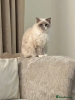 Ragdoll cats - Advert 2