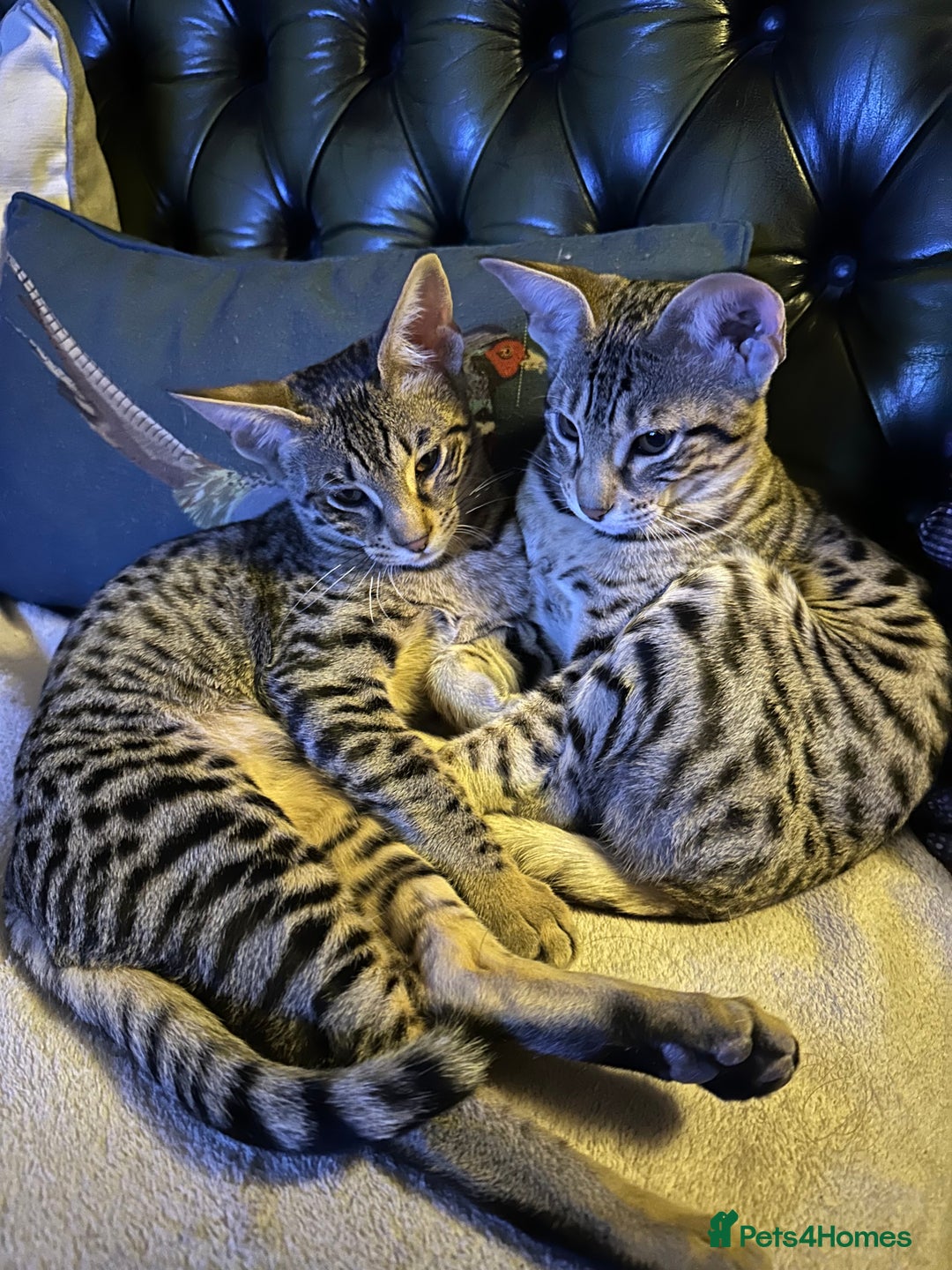 Savannah cats for sale: Savannah F4 girl kittens - Image 1