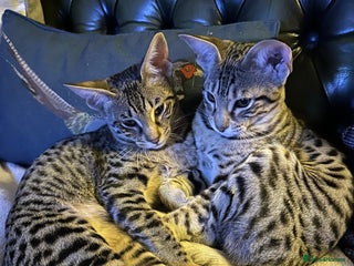 Savannah cats for sale - Advert 1