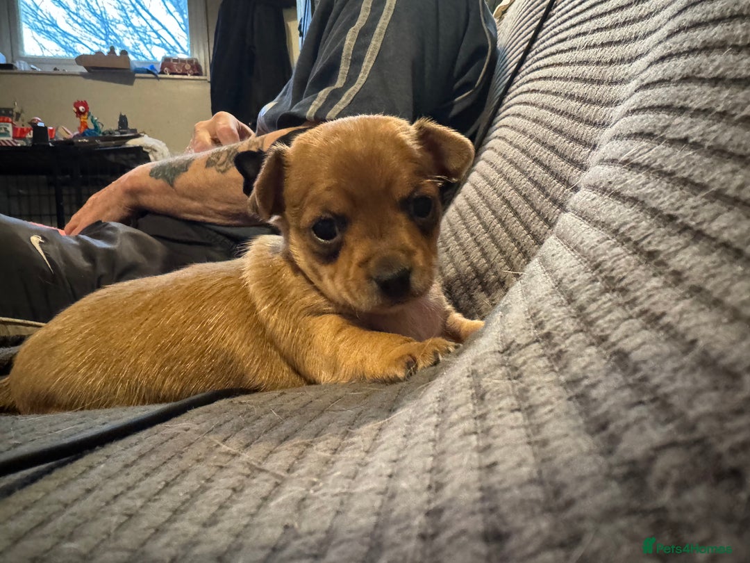 Chihuahua dogs for sale: Chihuahua puppys - Advert 8