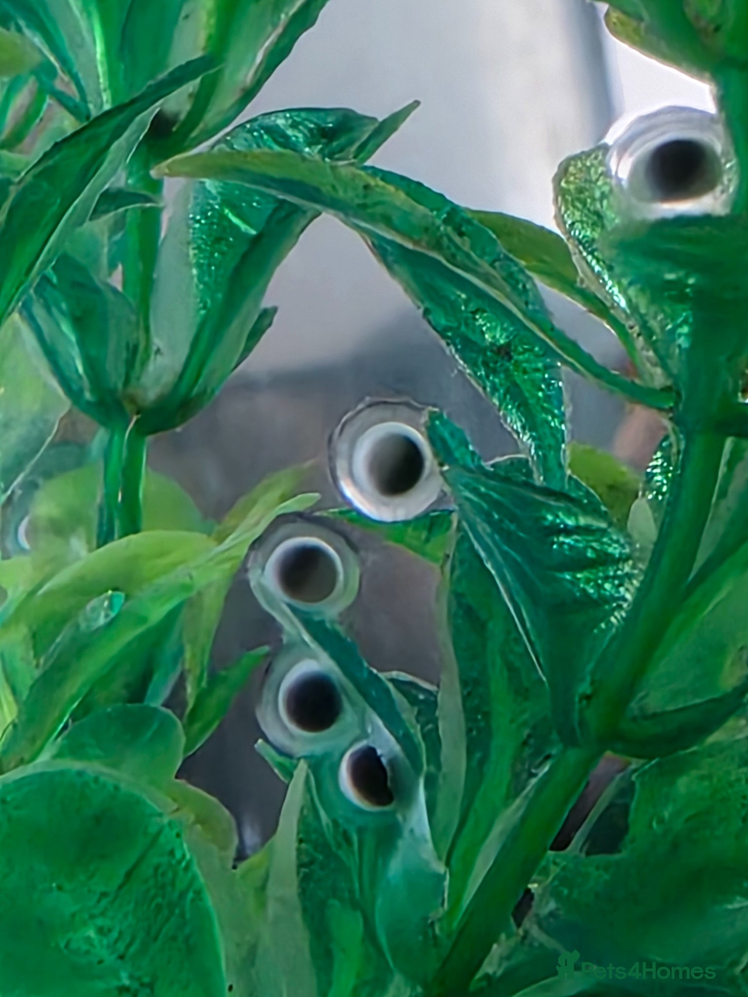 Other/Mixed Breed fish Axolotl eggs  - Advert 16