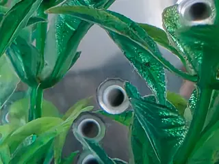 Other/Mixed Breed fish Axolotl eggs - Advert 16