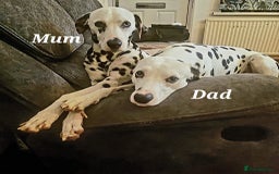 Dalmatian dogs for sale: 💙 beautiful KC registered litter of Dalmations 🩷 in Normanton - Image 6