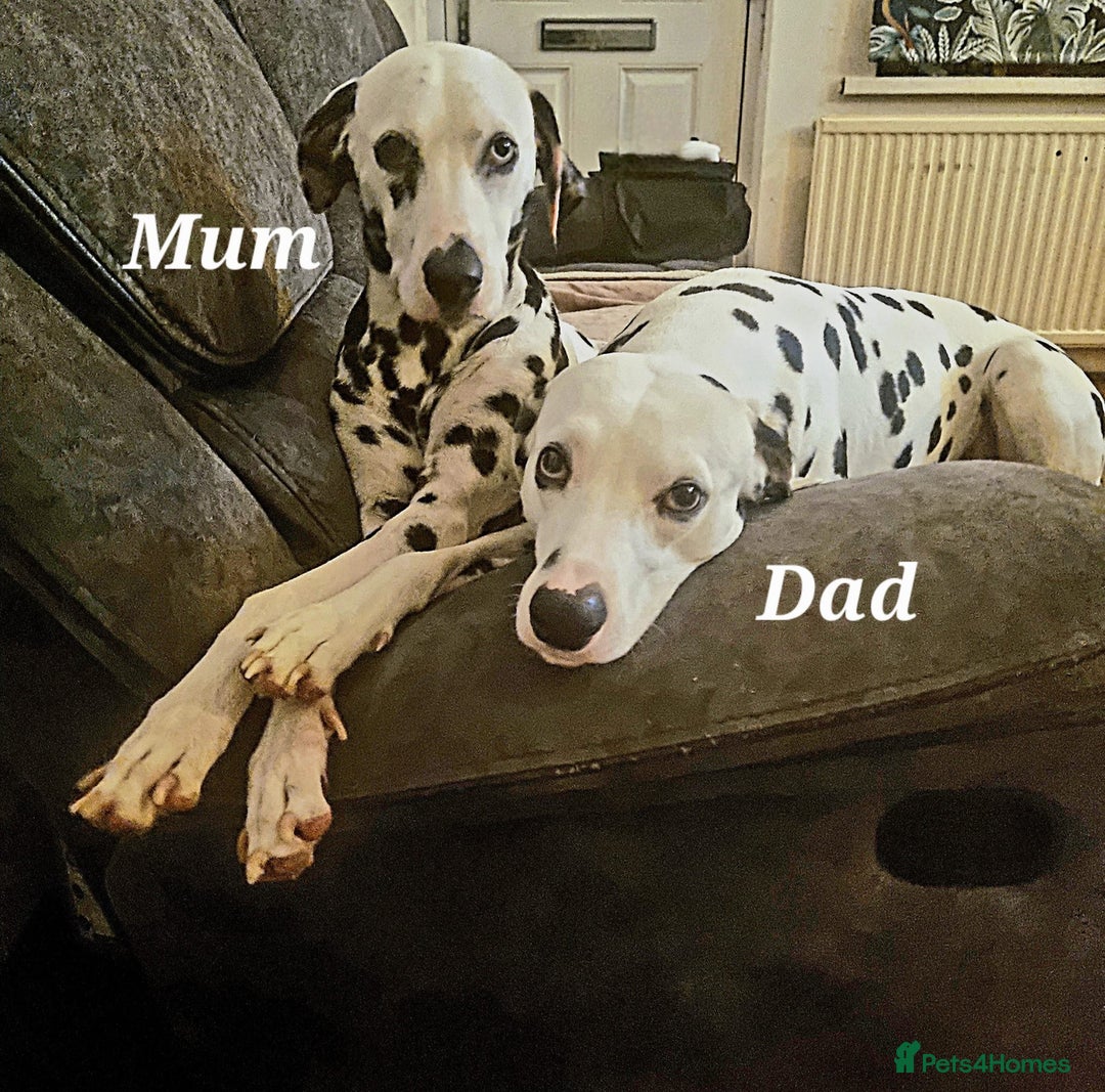 Dalmatian dogs for sale: 💙 beautiful KC registered litter of Dalmations 🩷 in Normanton - Image 6