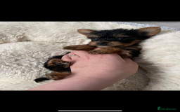 Yorkshire Terrier dogs for sale: Super Quite Miniature Yorkshire terrier boy  - Image 3