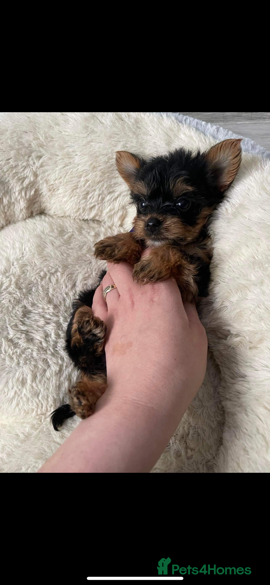 Yorkshire Terrier dogs for sale: Super Quite Miniature Yorkshire terrier boy  - Image 3
