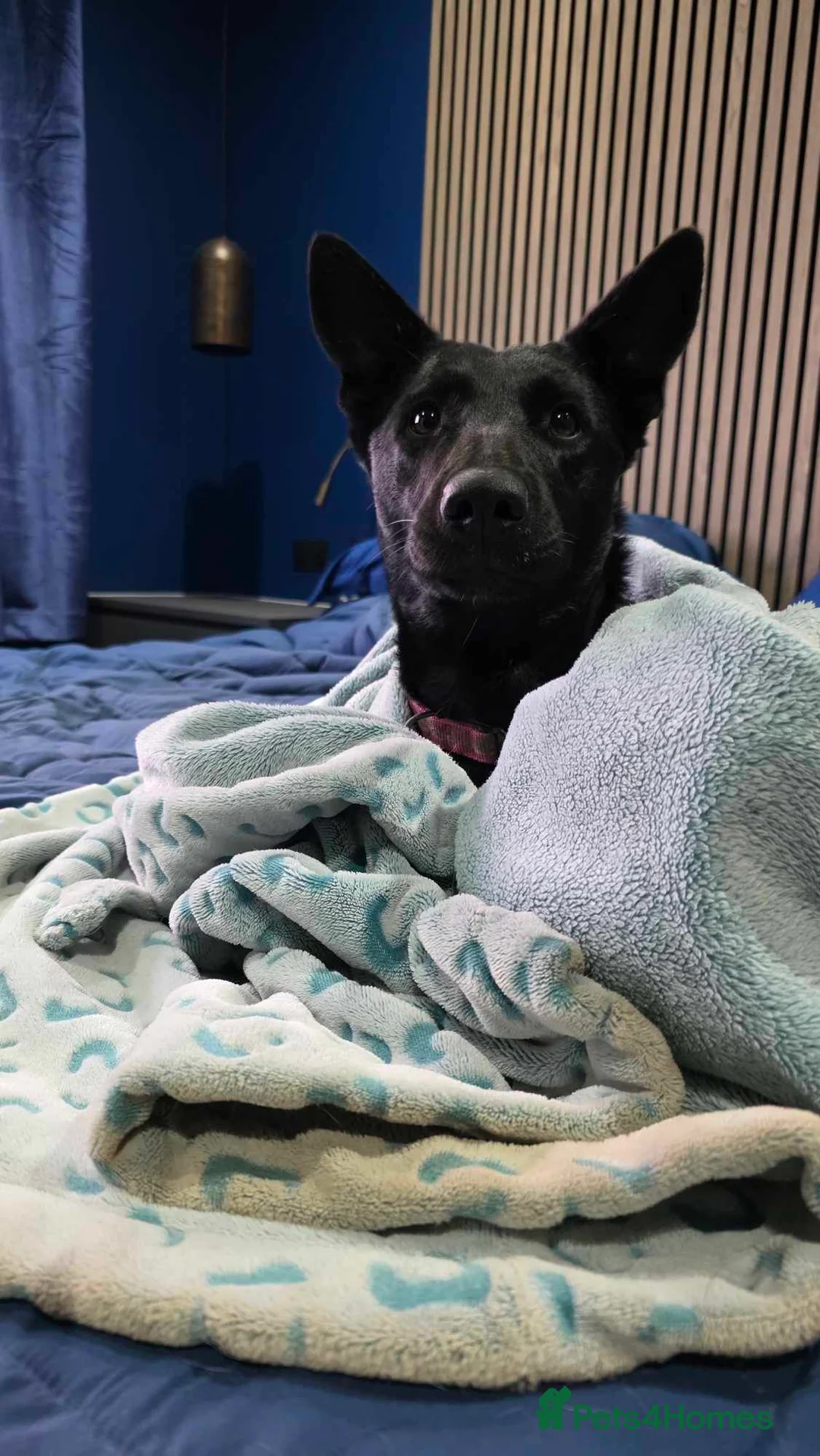 Mixed Breed dogs for adoption: NELLIE - Advert 5