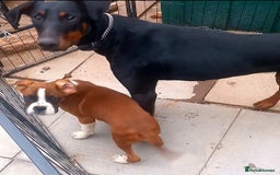 Boxer dogs for sale: Last KC Puppy looking for their forever home - Image 17