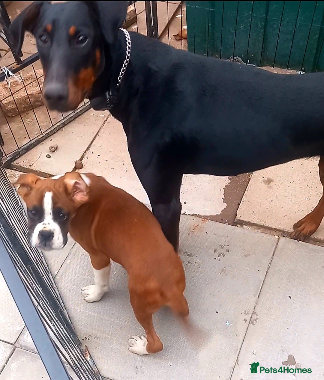 Boxer dogs for sale: Last KC Puppy looking for their forever home - Image 17