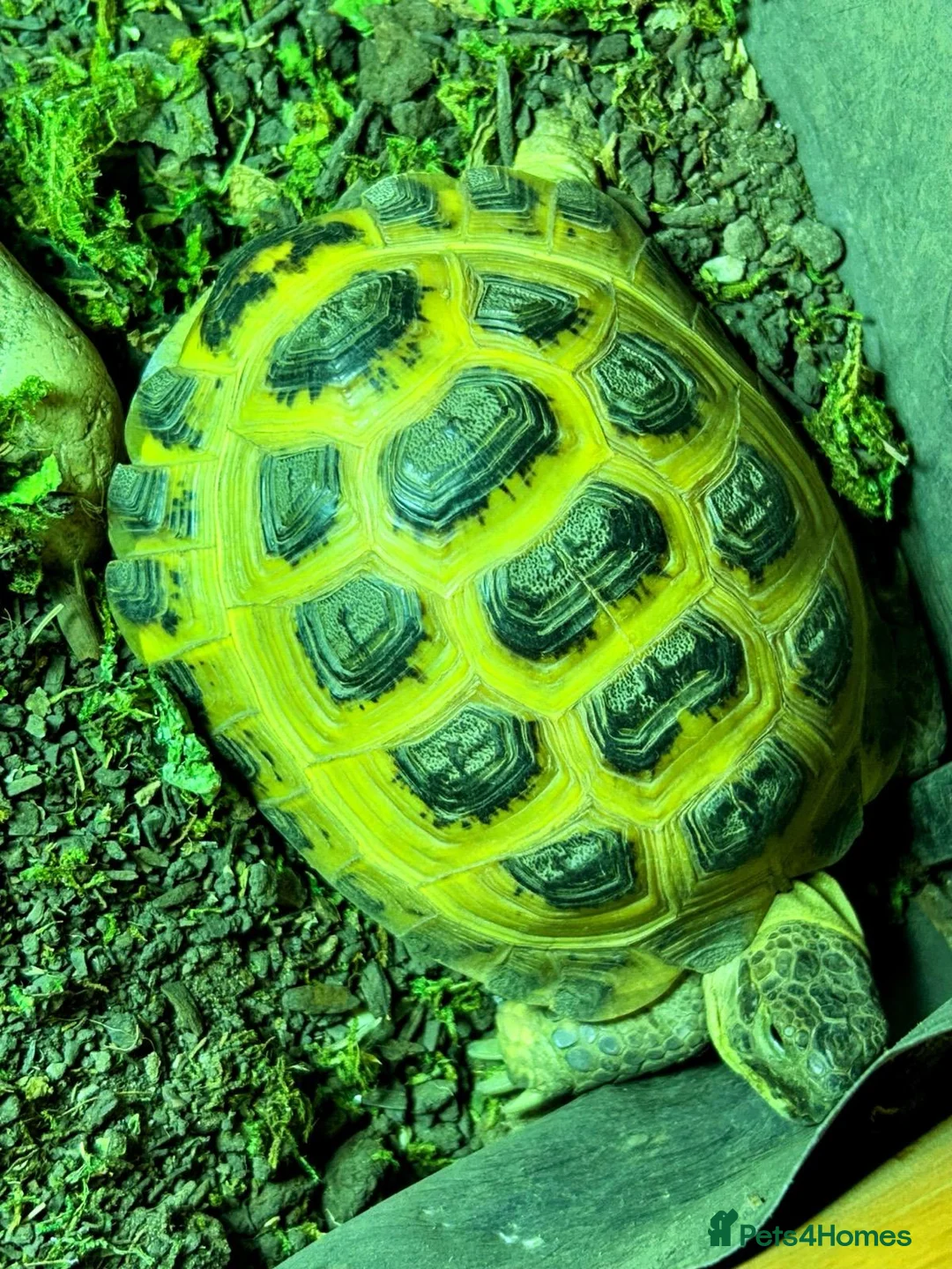 Tortoise reptiles for sale: Bubble - Advert 1