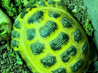 Tortoise reptiles Bubble - Advert 3