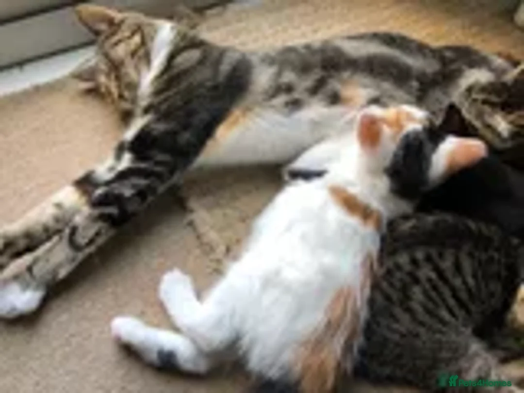 Mixed Breed cats for sale: 2 LEFT: Beautiful kittens in need of good homes - Image 6