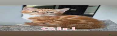 British Shorthair 3