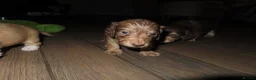 Miniature Dachshund dogs for sale: Long-Haired KC Miniature Dachshund Puppies  - Advert 11