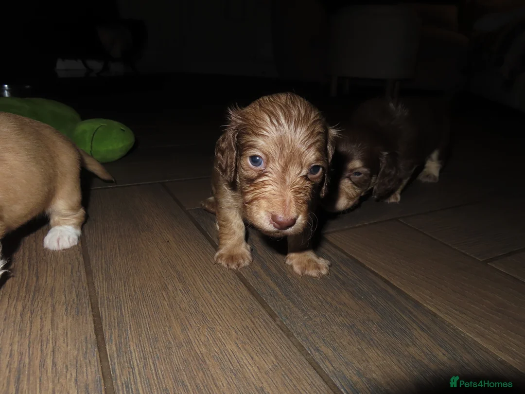 Miniature Dachshund dogs for sale: Long-Haired KC Miniature Dachshund Puppies  - Advert 11