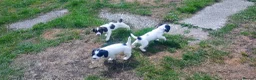English Springer Spaniel dogs for sale: English springer spaniel pups  - Advert 17