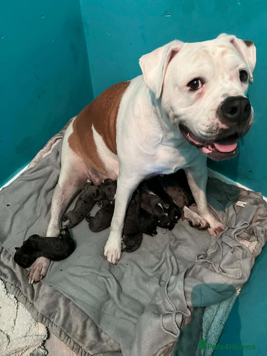 Mixed Breed dogs for sale: American Corso Puppies  - Advert 1