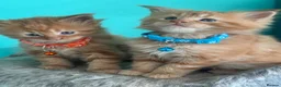 Maine Coon cats for sale: Beautiful mainecoon kittens  - Advert 5